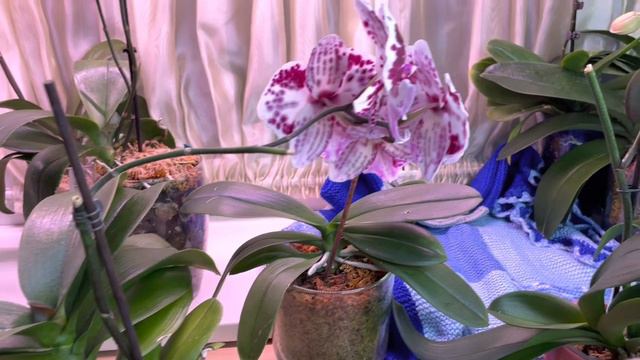 Phalaenopsis Marianne, Phal. Pirate Picotee și un Big Lip superb смотреть онлайн