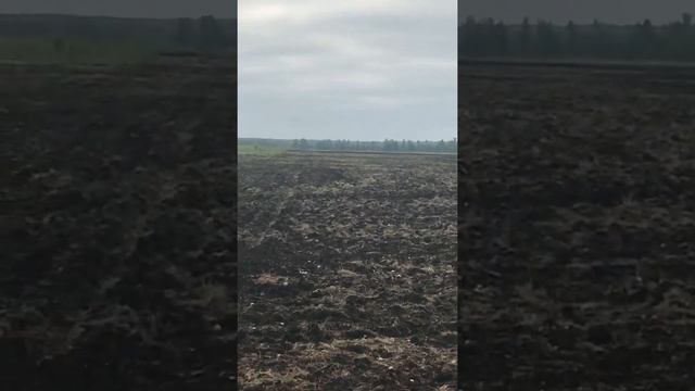 Первый посев подсолнечника «Енисей» блин комом! смотреть онлайн