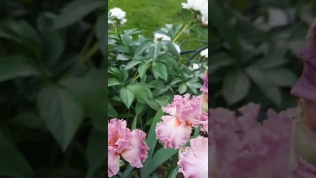 Цветение ириса и пиона Фестима Максима. смотреть онлайн