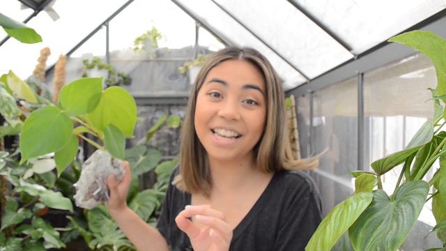 Plant Unboxing & Event Dates | Sam's Greenhouse | Plant Collector Melbourne смотреть онлайн