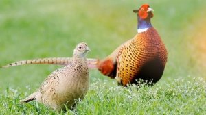 Звук Фазана: пение фазана