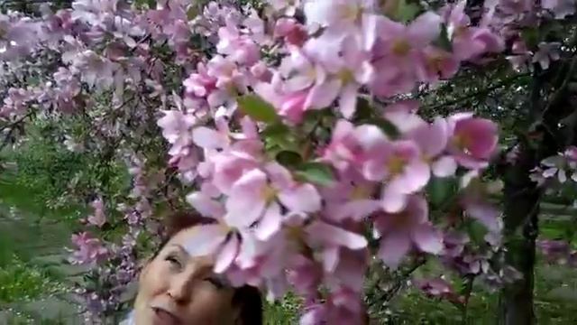 Уфа. Ботанический сад. Цветение сакуры. смотреть онлайн
