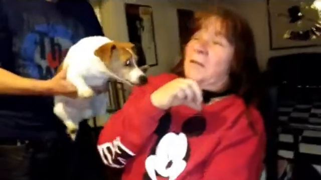 kaboom big ballons and a jack russell terrier dog and a human shock collar смотреть онлайн