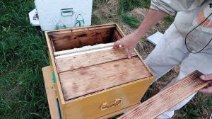 Посадил рой на голую вощину. Прошло две недели