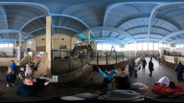 Жирафы в Калининградском зоопарке | Калининград в 360 #2 смотреть онлайн