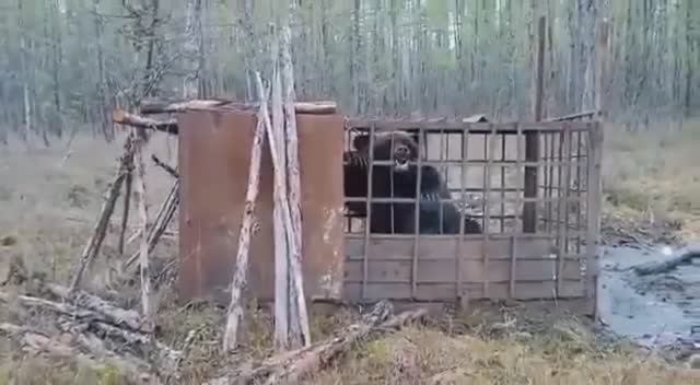 В тайге поймали огромного медведя🐻 "монстра"😱