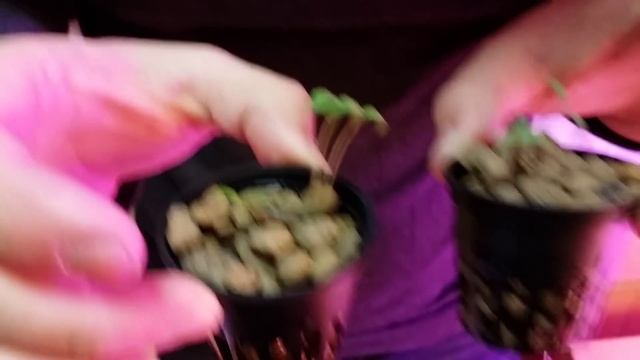 Сравнение ДНаТ и светодиодной фитолампы. День 4 смотреть онлайн