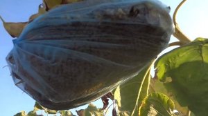 Как защитить подсолнухи от птиц без особых затрат?