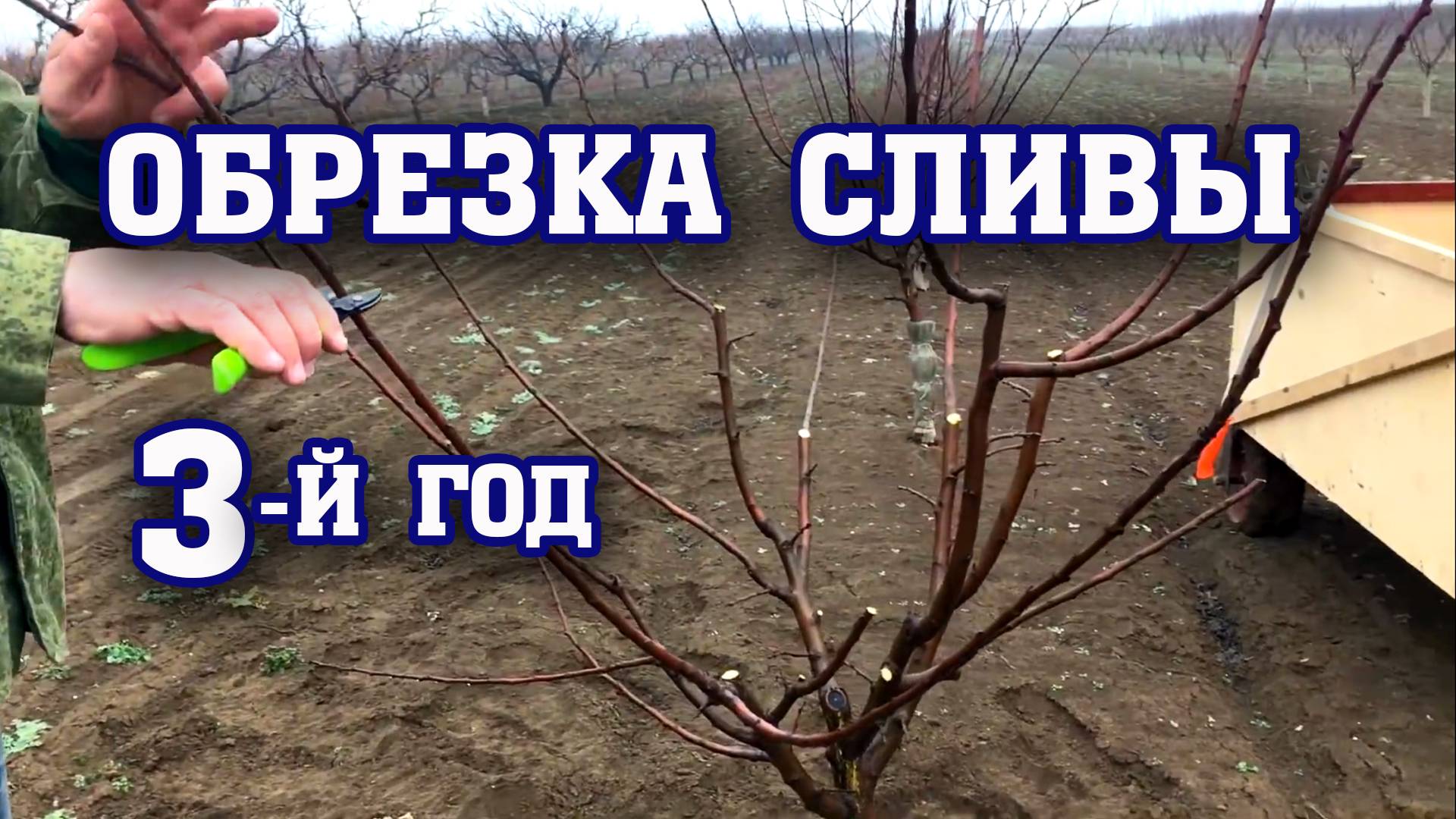 Правильная ОБРЕЗКА СЛИВЫ⧸ 3-й год после посадки⧸ опытный участок смотреть онлайн