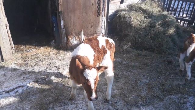Айширские телята на прогулке. смотреть онлайн