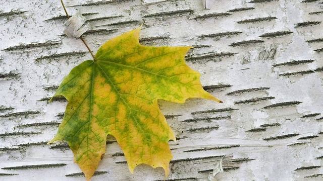 Хитовая Осень смотреть онлайн