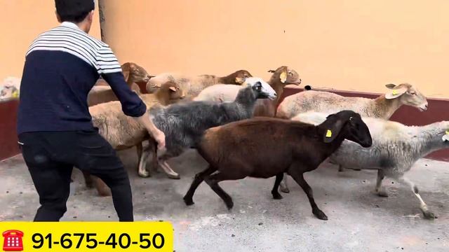 SHUMBOLA EDILBOYLARNI N1 LARINI OLIP KELDI смотреть онлайн