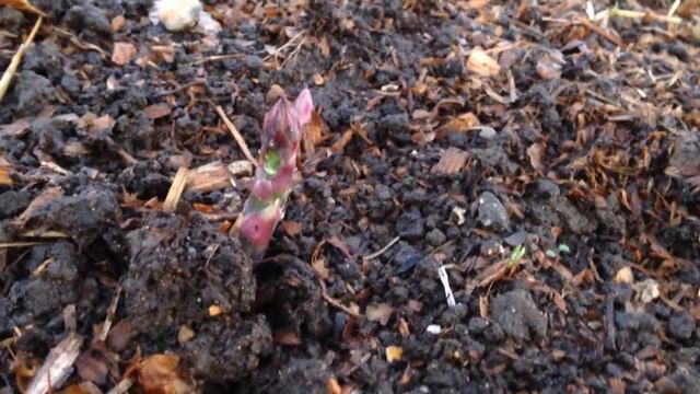 Asparagus!! смотреть онлайн