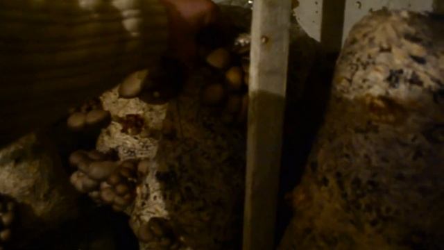 Выращивание Грибов Вешенка без Мицелия Стоит ли пересеивать отработанный Грибной Блок на Субстрат смотреть онлайн