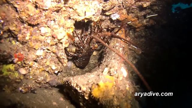 마닭새우(Panulirus stimpsoni)& 닭새우(Panulirus japonicus)~ Spiny lobster смотреть онлайн