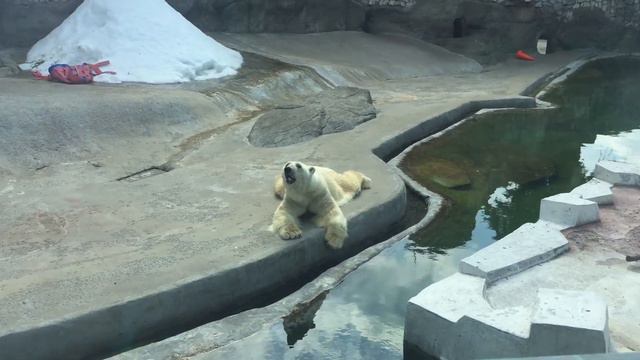 Светик в зоопарке часть 2.Приключения в зоопарке часть 2.Слоны в зоопарке Москвы.Жирафы,крокодилы смотреть онлайн