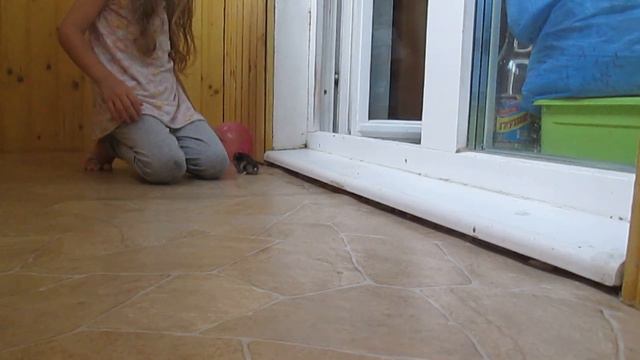 Хомяк Хомка бегает в прогулочном шаре смотреть онлайн