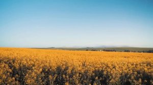 Happy Ambient Music for Chill, Relax, Calm and Concentrate