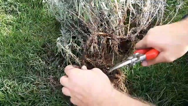 Веганские Кулинарные Рецепты со Вкусом