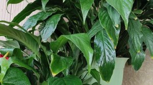 Спатифиллум (женское счастье) чернеют листья, причины