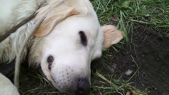 Собака хропит смотреть онлайн