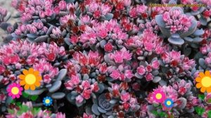 Очиток гибридный Блю Эльф. Краткий обзор, описание характеристик, где купить рассада sedum Blue Elf