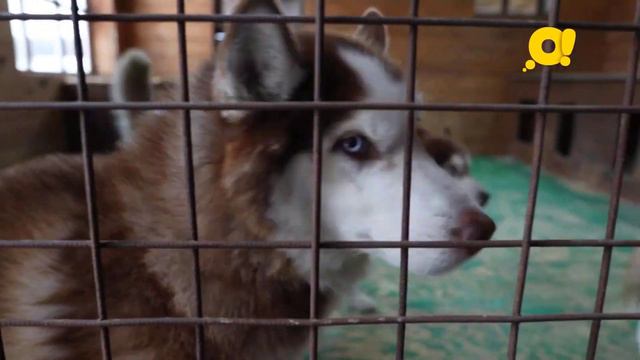 Семейный видео сюжет для федерального канала - семья Карасовых смотреть онлайн