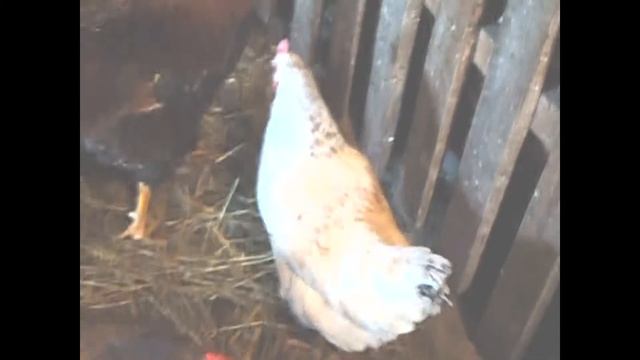 Еда для куриц и их повадки.