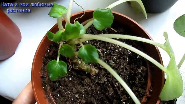 Для любителей фиалок ! Размножение (омоложение фиалок) 3-мя способами : какой быстрее и лучше ? смотреть онлайн