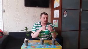 Точки на листьях перцев- оэдема. Что делать?