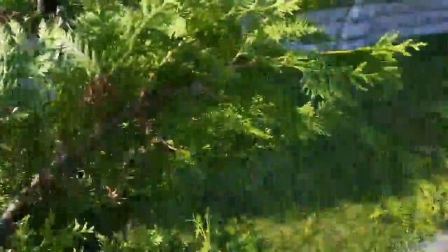 OBREZKA-TUI.ru ☎ +79990008108обрезка туй ]стрижка туй Москва смотреть онлайн