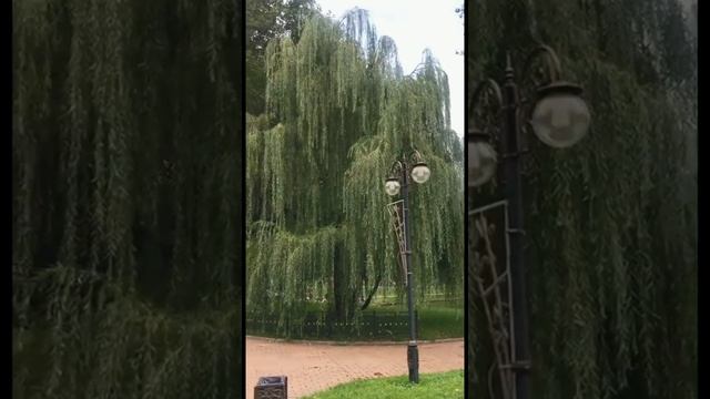 Плакучая ива смотреть онлайн