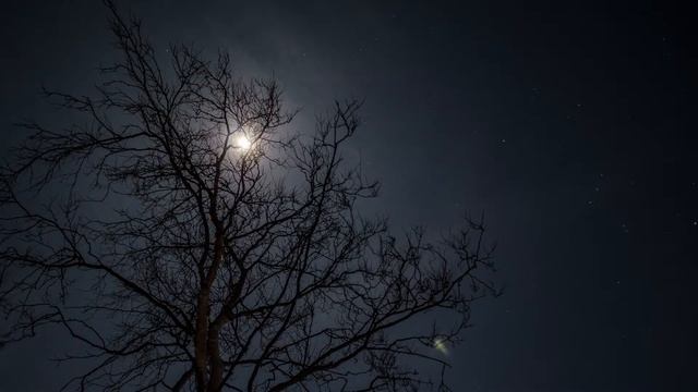 TimeLapse. Движение Луны за кроной дерева. смотреть онлайн
