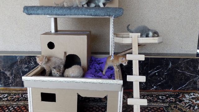 Мой самодельный Летний домик для бездомных котят. своими руками. смотреть онлайн