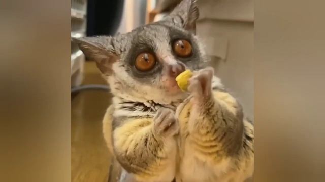 Cute And Funny Gray Mouse Lemur • Little Animals | RELAX With Nature смотреть онлайн