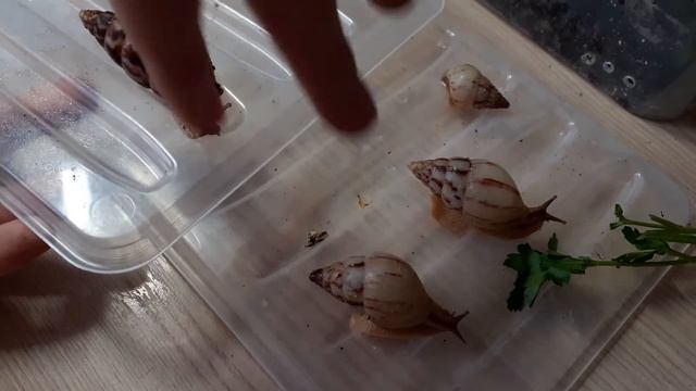 лимиколярия агатина приборка