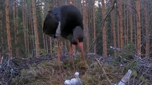 Черный аист . Голоса птенцов.