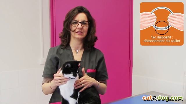 [Tuto véto] Comment éliminer puces et tiques du chat - Conseils vétérinaires смотреть онлайн