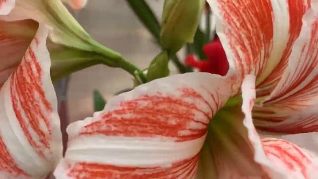 Dancing Queen Amaryllis смотреть онлайн