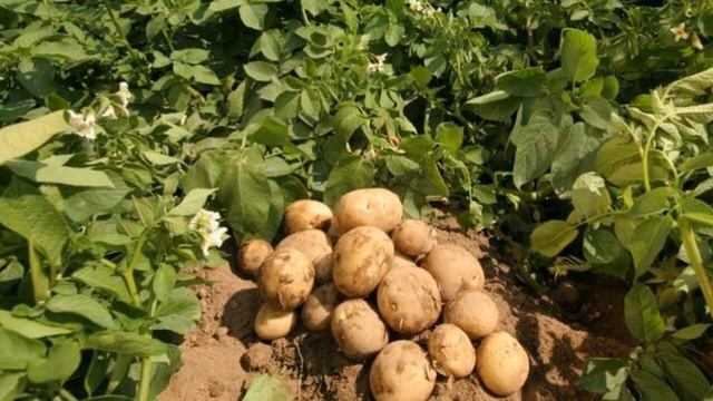 Что выращивать в кризис? Март. (Садовод Андрей Туманов) смотреть онлайн