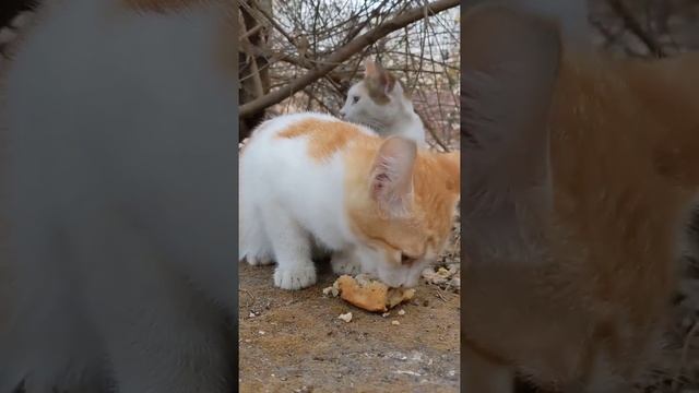 Дикий рыжий котёнок Аравийский Мау кушает пирожок с мясом ? Cute feral kittens Arabian Mau eat pies смотреть онлайн