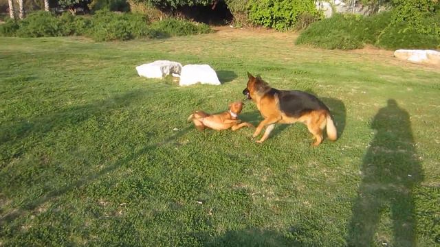 Butch Negev Land и подруга. смотреть онлайн