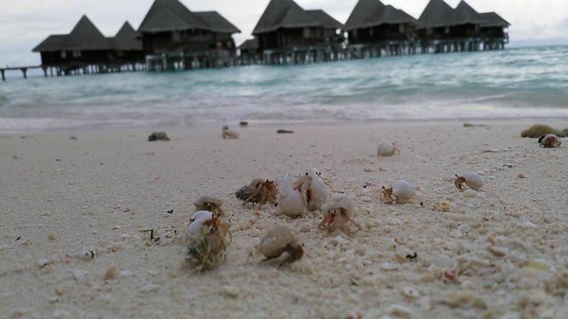 Coco Palm Dhuni Kolhu Maldives смотреть онлайн