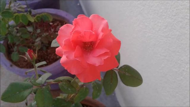 Garden tour | [Rose garden] | [Home garden] смотреть онлайн