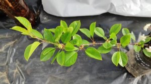 вишня харитоновская