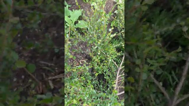 Береза карликовая (Bétula nána) смотреть онлайн