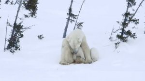 Животные Красной книги - Белый медведь - #2