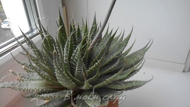 Алоэ  или хавортия? КАК отличить?