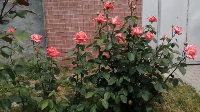 Фольклор Folklore Kordes Германия, 1977 Чайно-гибридные (Hybrid Tea) смотреть онлайн