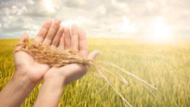 Стих на жатву.
